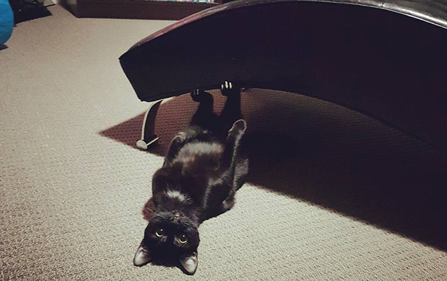 black cat underneath couch